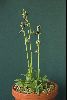 <em>Ophrys cretica x kotschyi</em>